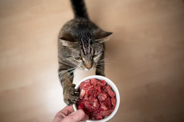 THE TYPE OF FOOD WE GIVE OUR PETS MATTERS. NILS JACOBI/SHUTTERSTOCK